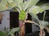 ...Bananenpflanzen im Hotelgang...